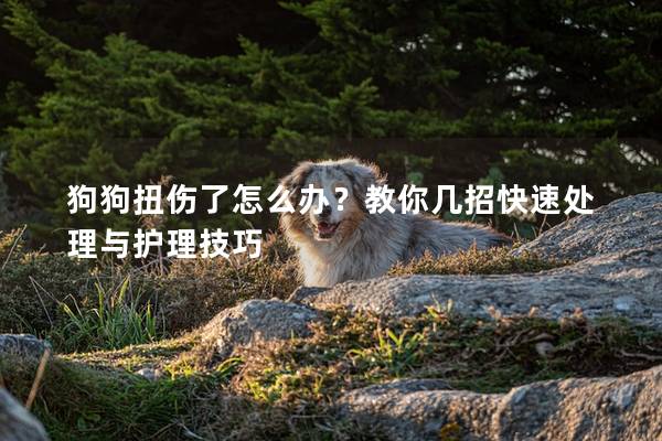 狗狗扭伤了怎么办？教你几招快速处理与护理技巧