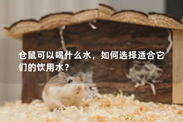 仓鼠可以喝什么水，如何选择适合它们的饮用水？