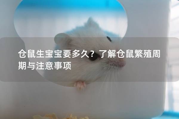 仓鼠生宝宝要多久？了解仓鼠繁殖周期与注意事项