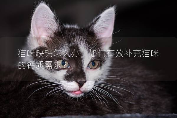 猫咪缺钙怎么办，如何有效补充猫咪的钙质需求？
