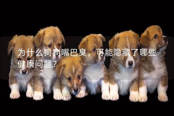 为什么狗狗嘴巴臭，可能隐藏了哪些健康问题？