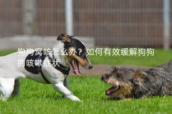 狗狗窝咳怎么办?如何有效缓解狗狗的咳嗽症状 狗狗窝咳怎么办?如何有效缓解狗狗的咳嗽症状