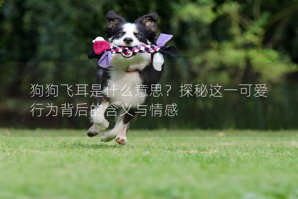 狗狗飞耳是什么意思？探秘这一可爱行为背后的含义与情感