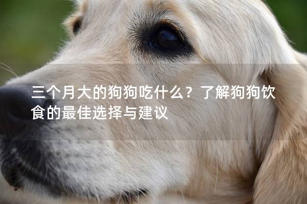三个月大的狗狗吃什么？了解狗狗饮食的最佳选择与建议
