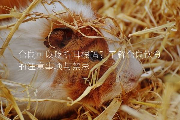 仓鼠可以吃折耳根吗？了解仓鼠饮食的注意事项与禁忌