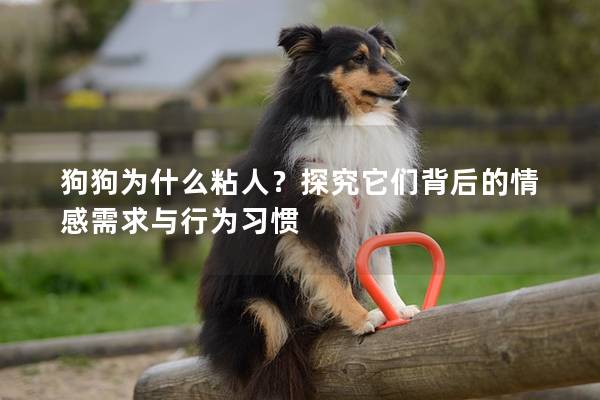狗狗为什么粘人？探究它们背后的情感需求与行为习惯