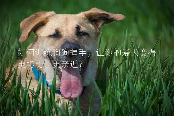 如何训练狗狗握手，让你的爱犬变得更聪明、更亲近？