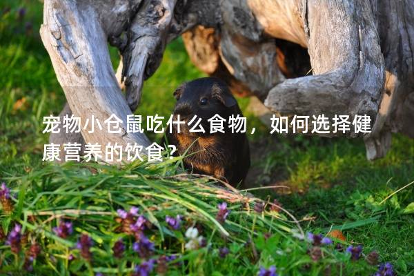 宠物小仓鼠吃什么食物，如何选择健康营养的饮食？