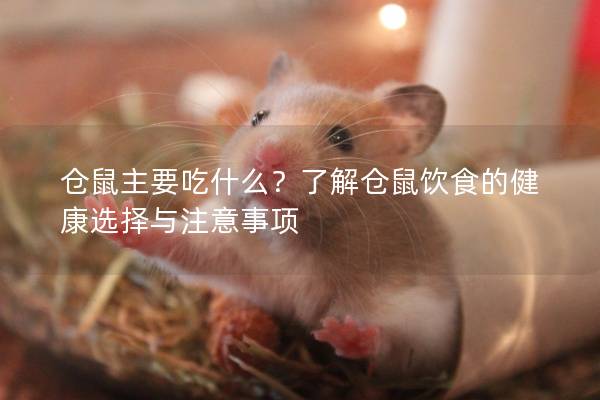 仓鼠主要吃什么？了解仓鼠饮食的健康选择与注意事项