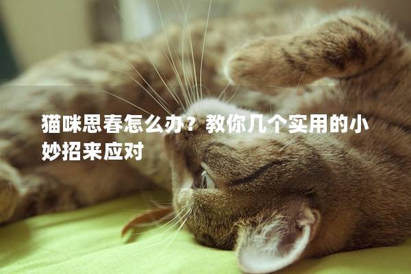 猫咪思春怎么办？教你几个实用的小妙招来应对
