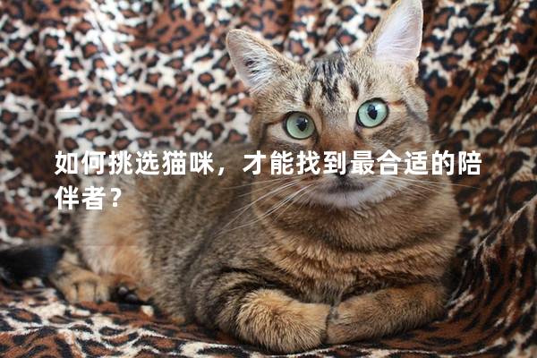 如何挑选猫咪，才能找到最合适的陪伴者？
