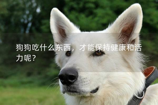 狗狗吃什么东西，才能保持健康和活力呢？