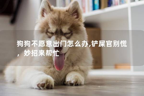 狗狗不愿意出门怎么办,铲屎官别慌，妙招来帮忙