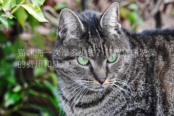 猫咪洗一次澡多少钱？了解猫咪洗澡的费用和注意事项