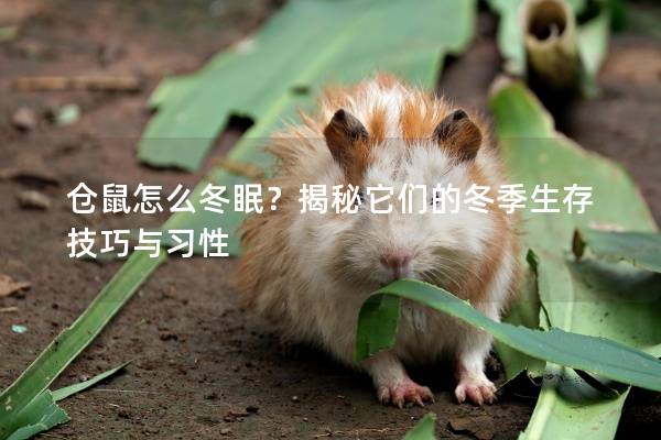 仓鼠怎么冬眠?揭秘它们的冬季生存技巧与习性 仓鼠怎么冬眠?揭秘它们的冬季生存技巧与习性