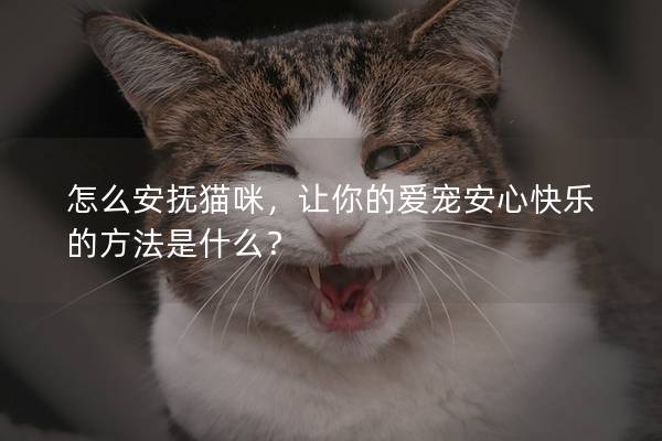 怎么安抚猫咪，让你的爱宠安心快乐的方法是什么？