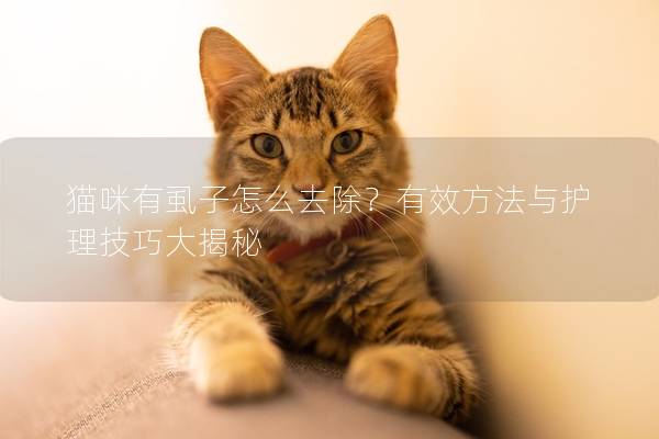 猫咪有虱子怎么去除？有效方法与护理技巧大揭秘
