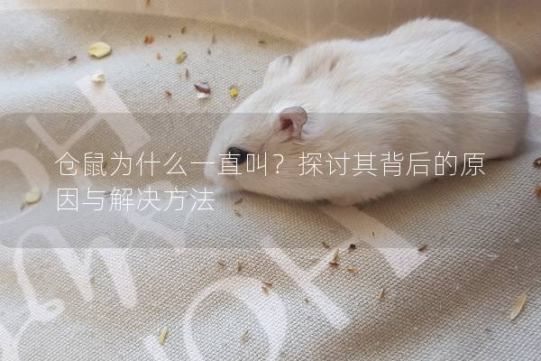 仓鼠为什么一直叫？探讨其背后的原因与解决方法