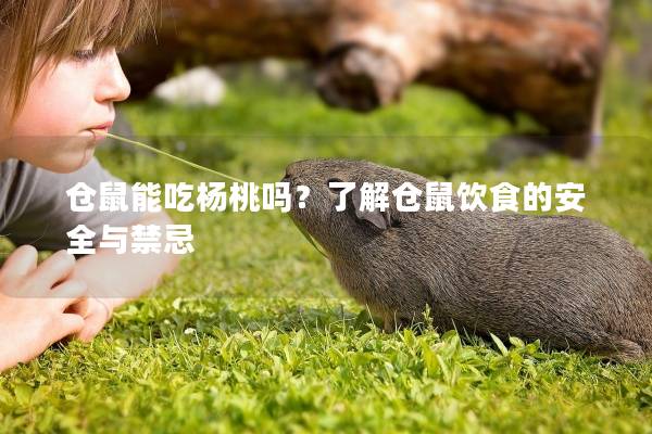 仓鼠能吃杨桃吗？了解仓鼠饮食的安全与禁忌