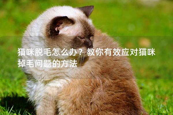 猫咪脱毛怎么办？教你有效应对猫咪掉毛问题的方法