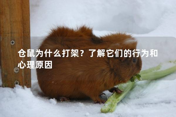 仓鼠为什么打架？了解它们的行为和心理原因