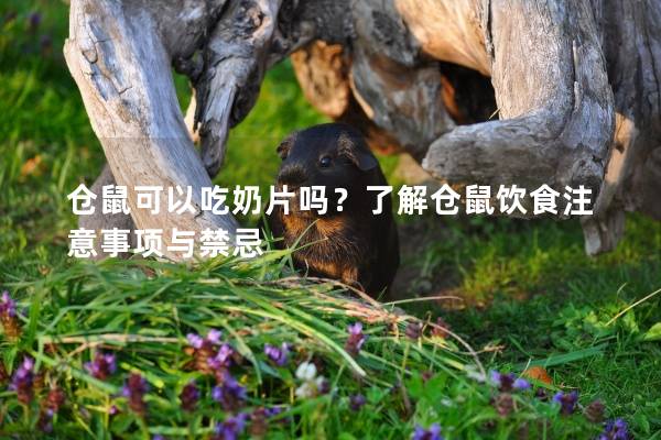 仓鼠可以吃奶片吗？了解仓鼠饮食注意事项与禁忌