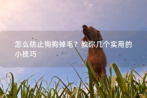 怎么防止狗狗掉毛?教你几个实用的小技巧 怎么防止狗狗掉毛?教你几个实用的小技巧