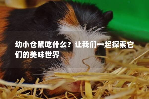 幼小仓鼠吃什么？让我们一起探索它们的美味世界