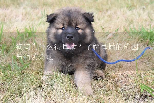 狗狗为什么得耳螨？了解耳螨的成因与预防方法
