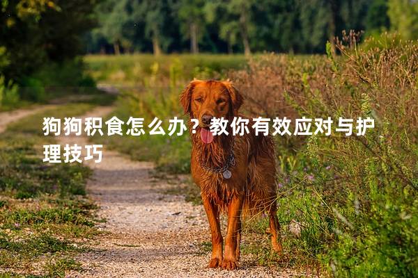 狗狗积食怎么办？教你有效应对与护理技巧