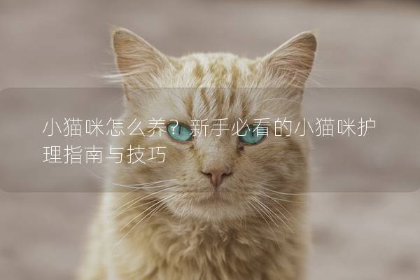 小猫咪怎么养?新手必看的小猫咪护理指南与技巧 小猫咪怎么养?新手必看的小猫咪护理指南与技巧