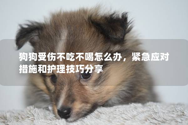 狗狗受伤不吃不喝怎么办，紧急应对措施和护理技巧分享