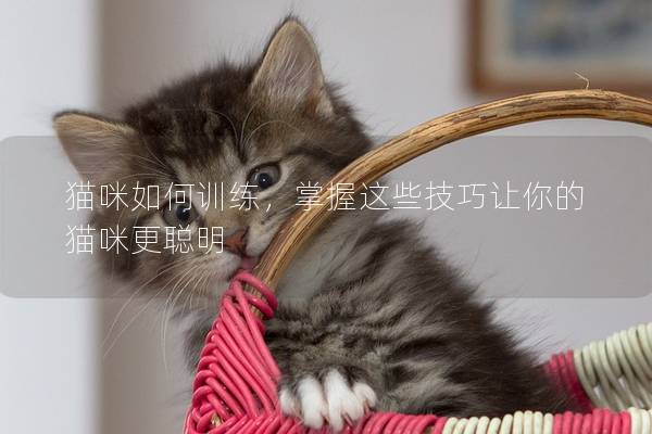 猫咪如何训练，掌握这些技巧让你的猫咪更聪明