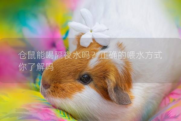 仓鼠能喝隔夜水吗？正确的喂水方式你了解吗