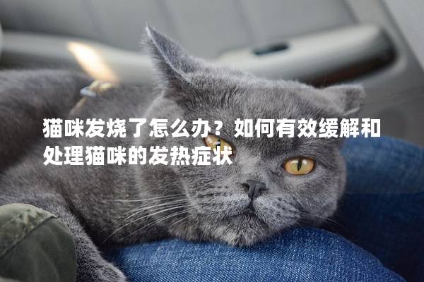 猫咪发烧了怎么办？如何有效缓解和处理猫咪的发热症状