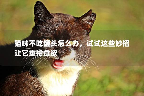 猫咪不吃罐头怎么办，试试这些妙招让它重拾食欲