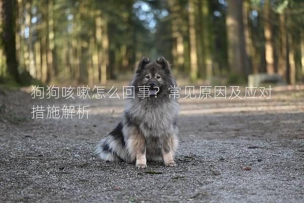 狗狗咳嗽怎么回事？常见原因及应对措施解析