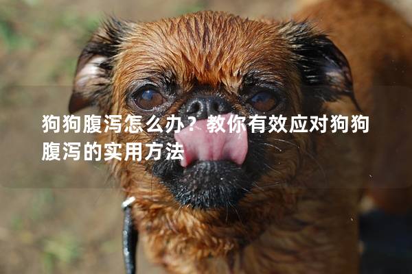 狗狗腹泻怎么办？教你有效应对狗狗腹泻的实用方法