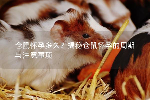 仓鼠怀孕多久？揭秘仓鼠怀孕的周期与注意事项