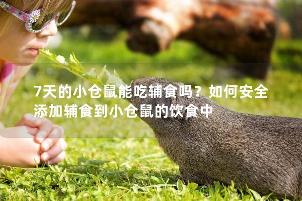 7天的小仓鼠能吃辅食吗？如何安全添加辅食到小仓鼠的饮食中