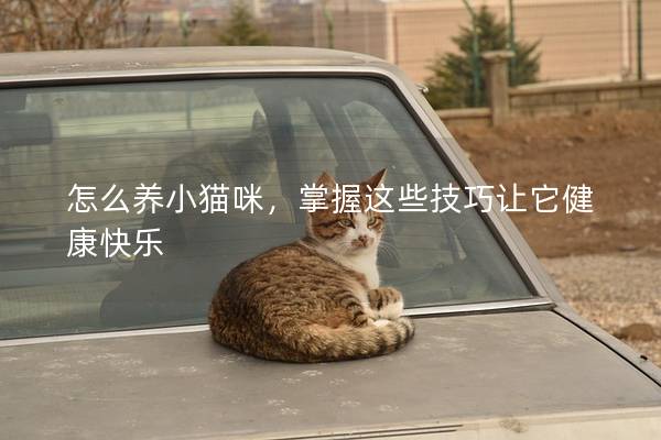 怎么养小猫咪，掌握这些技巧让它健康快乐
