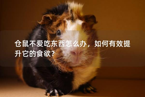 仓鼠不爱吃东西怎么办,如何有效提升它的食欲? 仓鼠不爱吃东西怎么办,如何有效提升它的食欲?