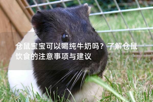 仓鼠宝宝可以喝纯牛奶吗？了解仓鼠饮食的注意事项与建议