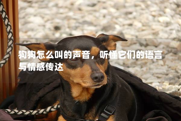 狗狗怎么叫的声音，听懂它们的语言与情感传达