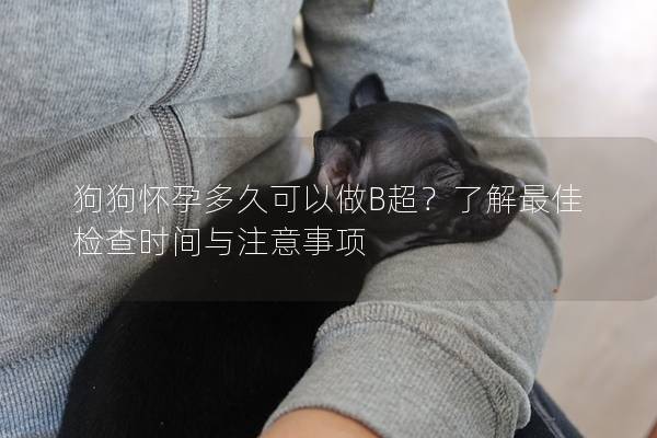 狗狗怀孕多久可以做B超？了解最佳检查时间与注意事项