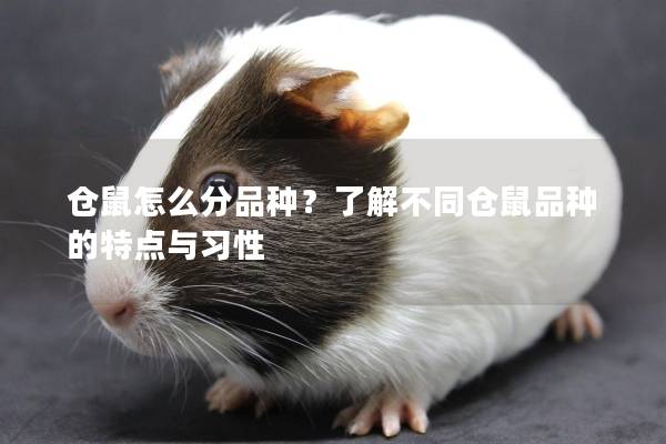 仓鼠怎么分品种?了解不同仓鼠品种的特点与习性 仓鼠怎么分品种?了解不同仓鼠品种的特点与习性