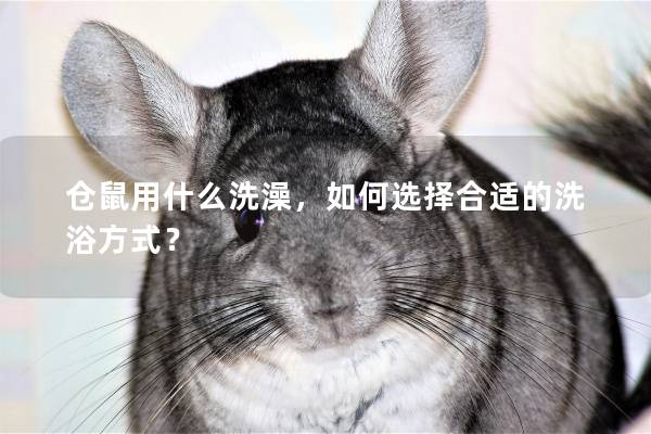 仓鼠用什么洗澡,如何选择合适的洗浴方式? 仓鼠用什么洗澡,如何选择合适的洗浴方式?