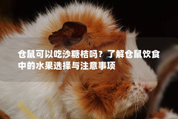 仓鼠可以吃沙糖桔吗？了解仓鼠饮食中的水果选择与注意事项