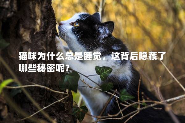 猫咪为什么总是睡觉，这背后隐藏了哪些秘密呢？