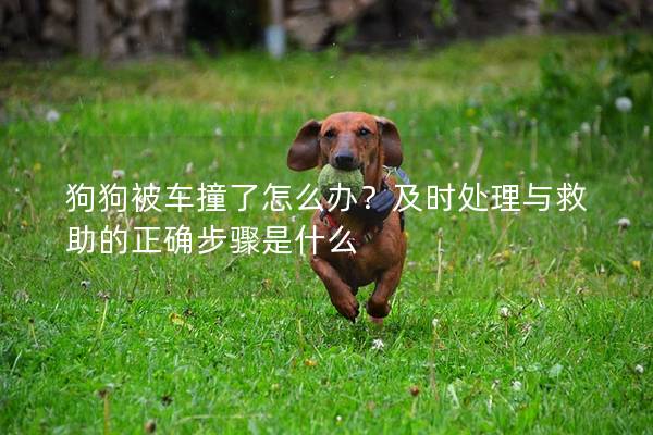 狗狗被车撞了怎么办？及时处理与救助的正确步骤是什么